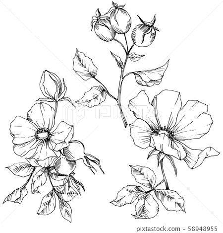 Wildflower rosa canina in a vector style isolated. Black and white engraved ink art. 58948955