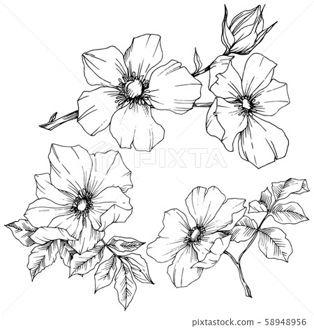 Wildflower rosa canina in a vector style isolated. Black and white engraved ink art. 58948956