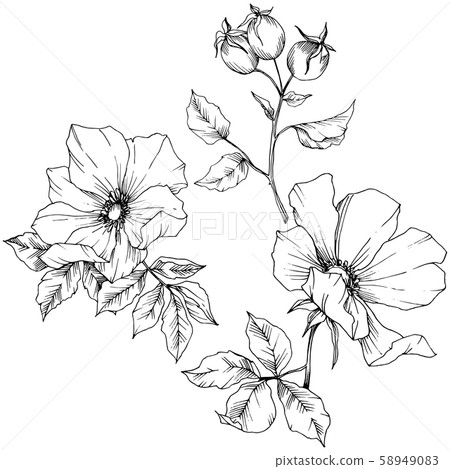 Wildflower rosa canina in a vector style isolated. Black and white engraved ink art. Wildflower rosa canina in a vector style isolated. Black and white engraved ink art. 58949083