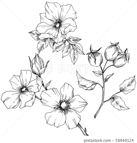 Wildflower rosa canina in a vector style isolated. Black and white engraved ink art. 58949124