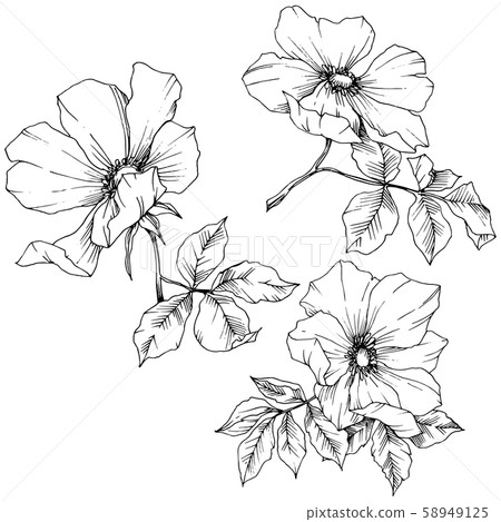 Wildflower rosa canina in a vector style isolated. Black and white engraved ink art. 58949125