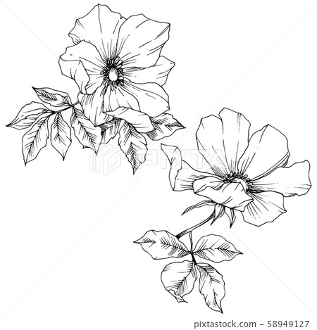 Wildflower rosa canina in a vector style isolated. Black and white engraved ink art. Wildflower rosa canina in a vector style isolated. Black and white engraved ink art. 58949127