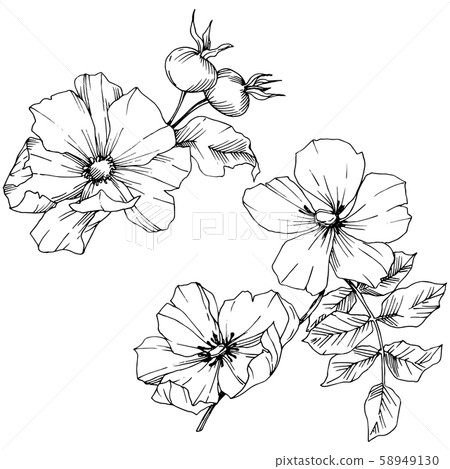 Wildflower rosa canina in a vector style isolated. Black and white engraved ink art. Wildflower rosa canina in a vector style isolated. Black and white engraved ink art. 58949130