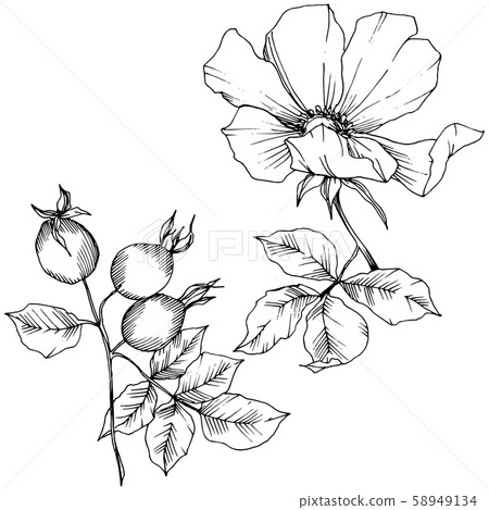 Wildflower rosa canina in a vector style isolated. Black and white engraved ink art. 58949134