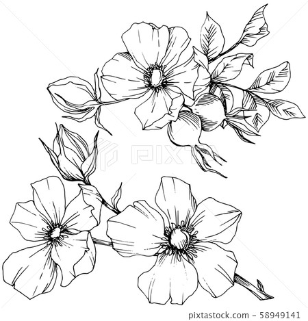 Wildflower rosa canina in a vector style isolated. Black and white engraved ink art. 58949141