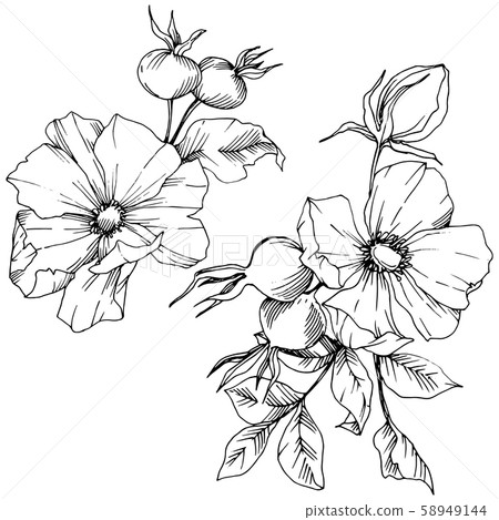 Wildflower rosa canina in a vector style isolated. Black and white engraved ink art. 58949144