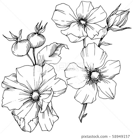 Wildflower rosa canina in a vector style isolated. Black and white engraved ink art. 58949157