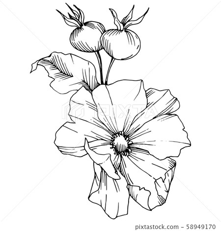 Wildflower rosa canina in a vector style isolated. Black and white engraved ink art. Wildflower rosa canina in a vector style isolated. Black and white engraved ink art. 58949170