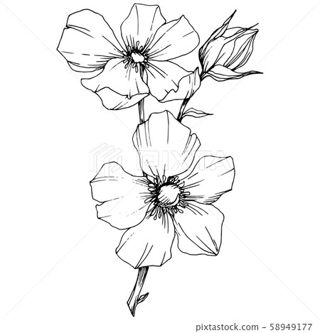 Wildflower rosa canina in a vector style isolated. Black and white engraved ink art. 58949177