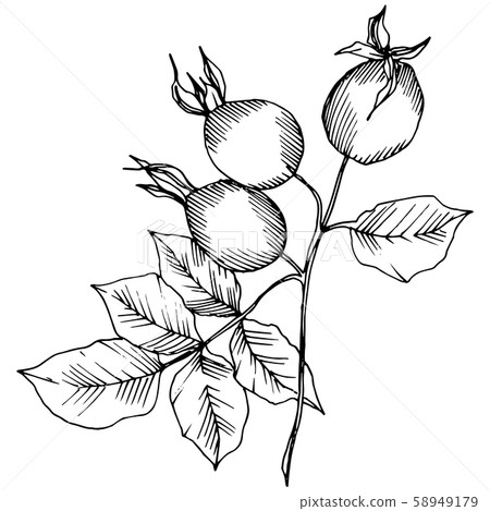 Wildflower rosa canina in a vector style isolated. Black and white engraved ink art. Wildflower rosa canina in a vector style isolated. Black and white engraved ink art. 58949179
