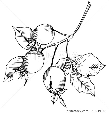 Wildflower rosa canina in a vector style isolated. Black and white engraved ink art. Wildflower rosa canina in a vector style isolated. Black and white engraved ink art. 58949180