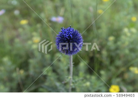 韭菜花 58949403