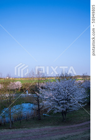 Takao Sakura Park, Chichibu area, Mahoroba no Sato, Kitamoto 58949805