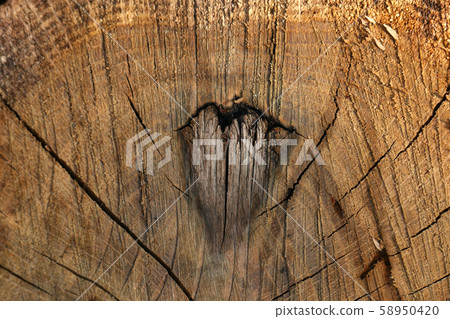 Heart symbol. Cross section of the tree. 58950420