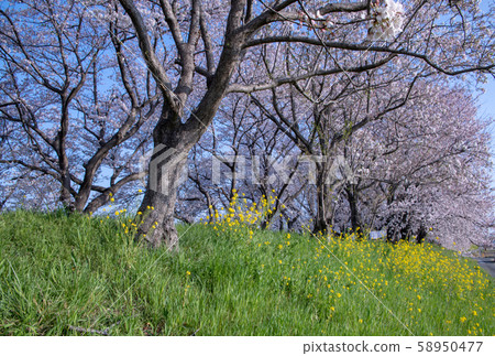Sa玉縣吉見市櫻堤公園 Sa玉縣吉見市櫻堤公園 58950477