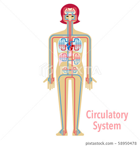 Simple illustration of circulatory system Simple illustration of circulatory system 58950478