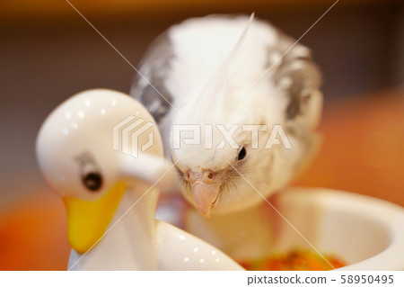 Cockatiel Cockatiel 58950495