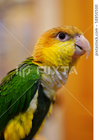 Shirohara parakeet Shirohara parakeet 58950500