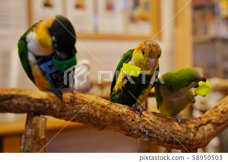 Friendly meal 58950503