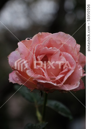 Camellia, drops, roses 58950506