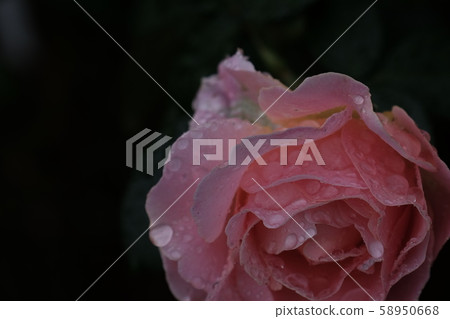Camellia, drops, roses Camellia, drops, roses 58950668