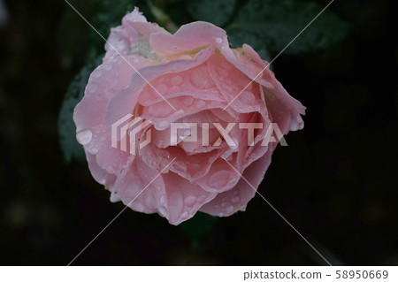 Camellia, drops, roses Camellia, drops, roses 58950669