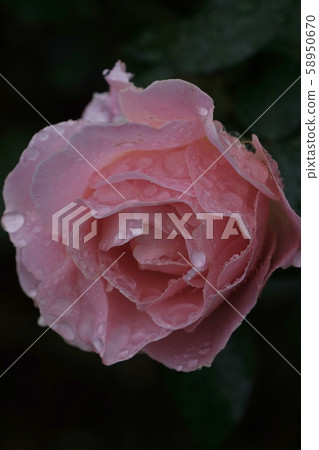 Camellia, drops, roses Camellia, drops, roses 58950670
