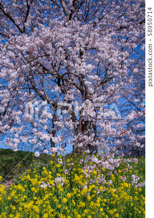 Sa玉縣吉見市櫻堤公園 Sa玉縣吉見市櫻堤公園 58950714