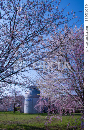 盛開的櫻花上尾天文台丸山公園上尾 58951079