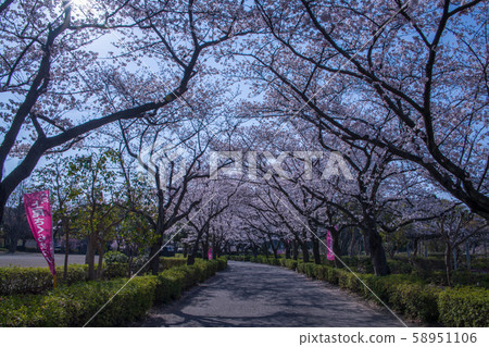 Sakura in full bloom Maruyama Park Ageo 58951106