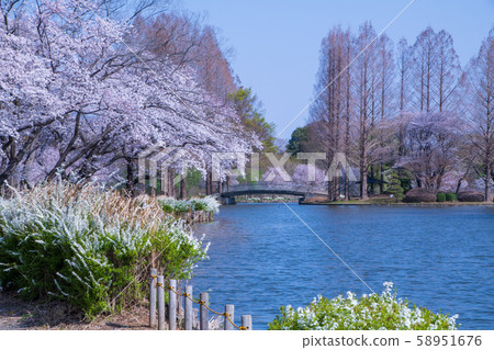 櫻花季節丸山公園上尾 58951676