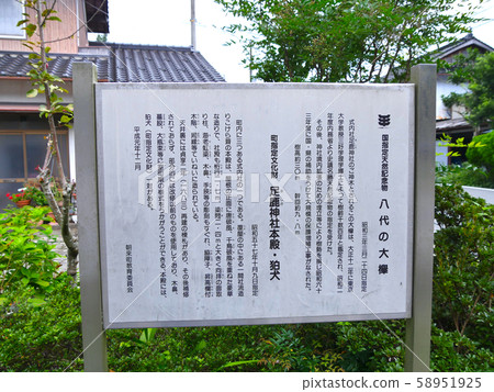 Yatsushiro's large zelkova "Yashiro no Oyaki" "national designated natural monument" / estimated tree age of several thousand years / Yatsushiro, Asago City, Hyogo Prefecture Yatsushiro's large zelkova "Yashiro no Oyaki" "national designated natural monument" / estimated tree age of several thousand years / Yatsushiro, Asago City, Hyogo Prefecture 58951925