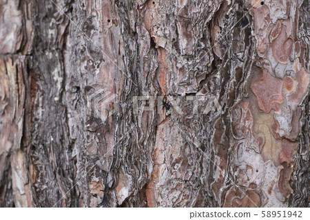 Horizontal turtle turtle + pine Horizontal turtle turtle + pine 58951942