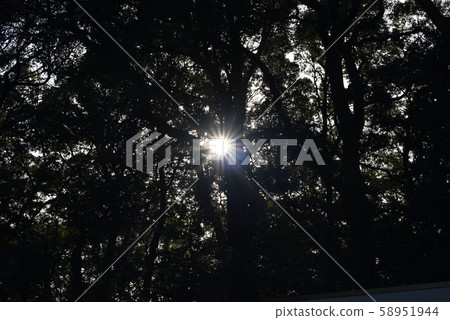Sun through the gaps in the trees Sun through the gaps in the trees 58951944