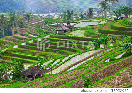 Scenic view of traditional terraced rice fields 58952085