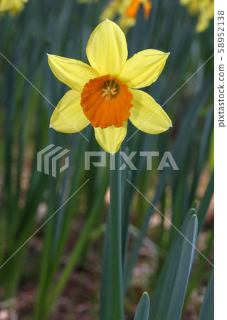 小號水仙花 58952138