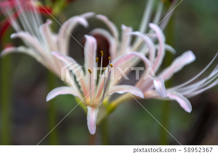 Mantischaege 58952367