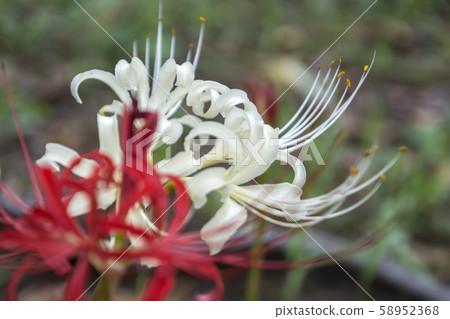 Mantischaege 58952368