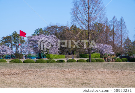Cherry blossom season Riverbed golf course in full bloom 58953281