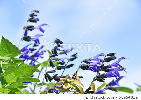 Salvia Guaranitica Salvia Guaranitica 58954819