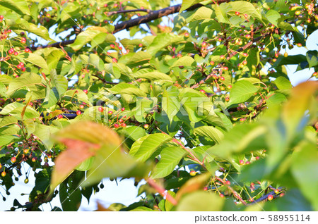 推測是櫻川一櫻的櫻花照片 58955114