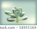 succulents-0013.eps 58955169