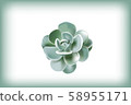 orostachy furusei ohwi 58955171