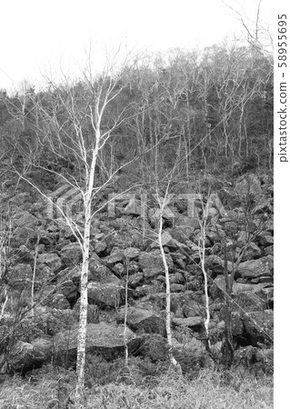 Birch and galleries landscape-Hokkaido, Senjokure [6-4] * Monochrome 58955695