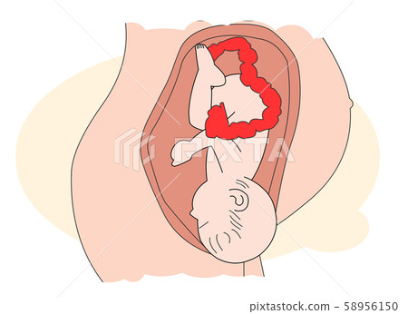 懷孕和胎兒 58956150