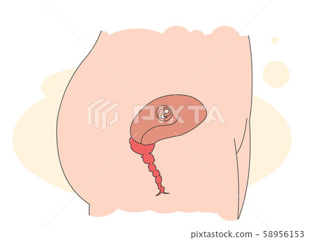 懷孕和胎兒 懷孕和胎兒 58956153