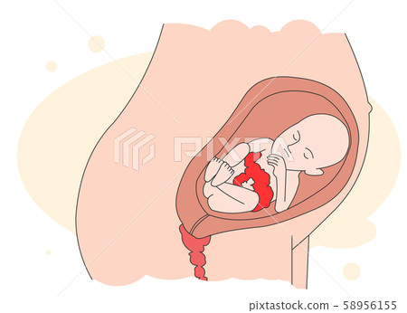 懷孕和胎兒 懷孕和胎兒 58956155