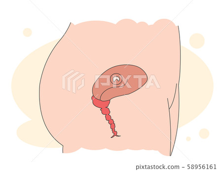 Pregnancy and the fetus 58956161