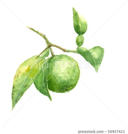 Branch with leaves lion yuzu watercolor 58957421