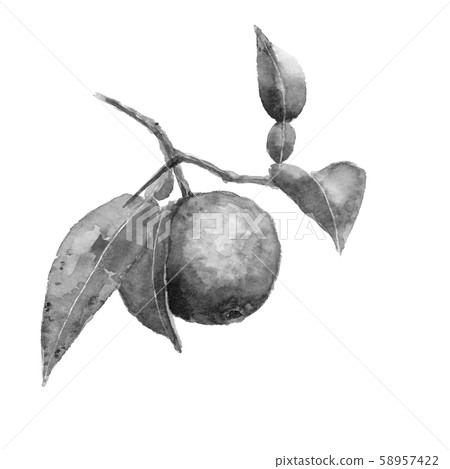 Branch with leaves lion yuzu watercolor monotone 58957422
